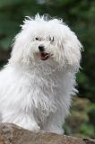 BICHON BOLONAIS 014